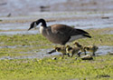 Branta canadensis